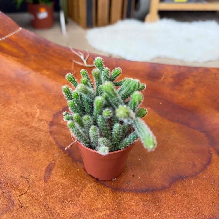 Rhipsalis ewaldiana (12).jpg