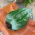 Hoya Latifolia  (7).jpg