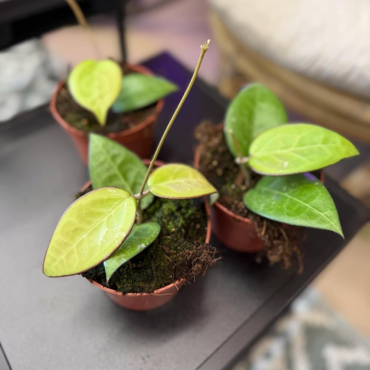 Hoya sp malang hoja (3).jpg
