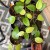 Hoya sp malang hoja (4).jpg