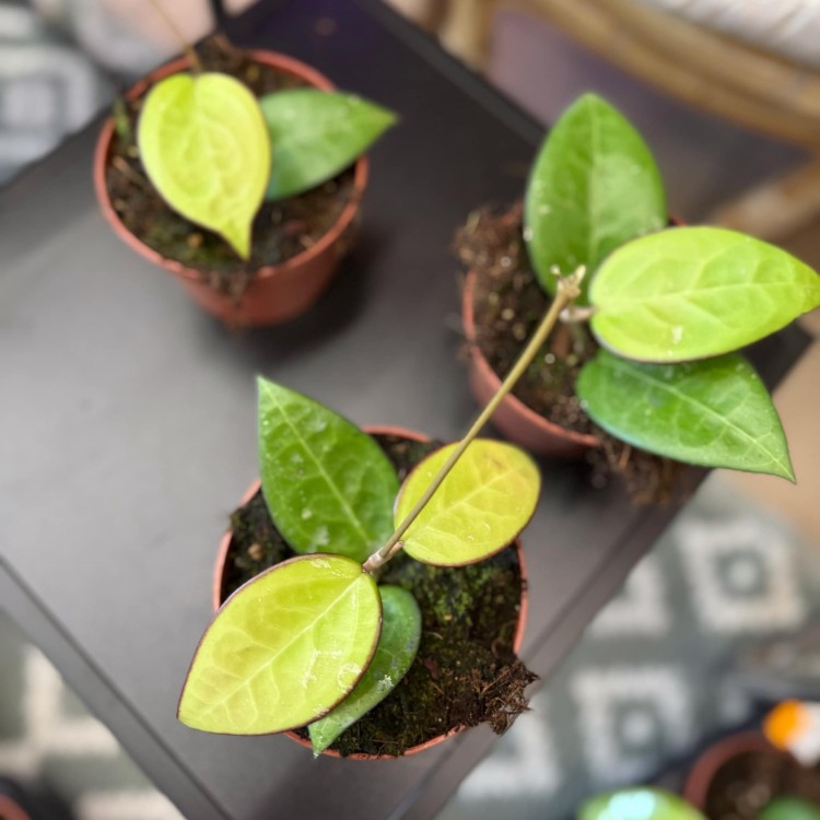 Hoya sp malang hoja (5).jpg