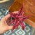 skrytokwiat cryptanthus bivittatus 'Pink Starl (4).jpeg