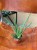 aloes (2).jpeg