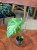 Monstera deliciosa Thai Constellation (3).jpeg