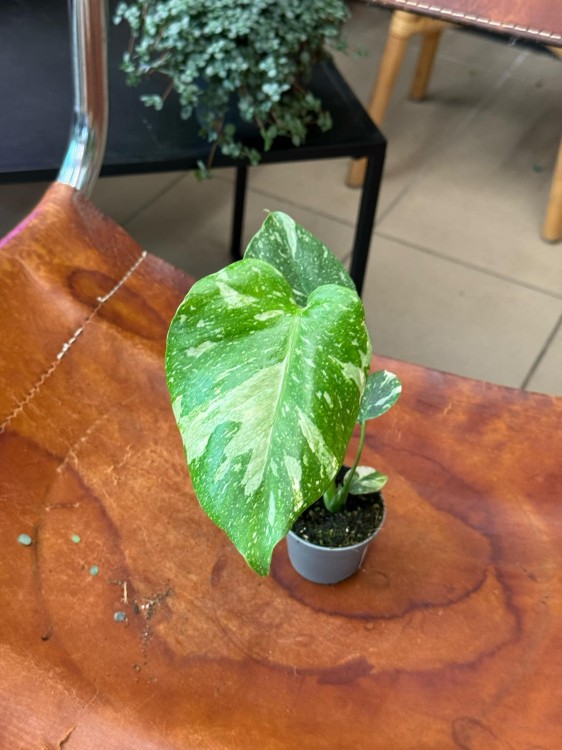 Monstera deliciosa Thai Constellation (4).jpeg