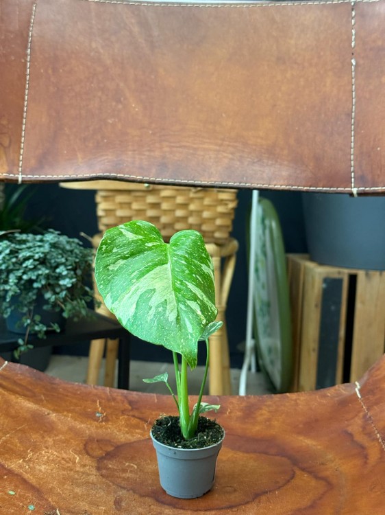 Monstera deliciosa Thai Constellation (1).jpeg