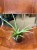Sansevieria Silver Syreni sansewieria (3).jpeg