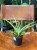 Sansevieria Silver Syreni sansewieria (4).jpeg