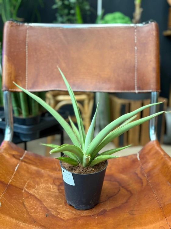 Sansevieria Silver Syreni sansewieria (4).jpeg