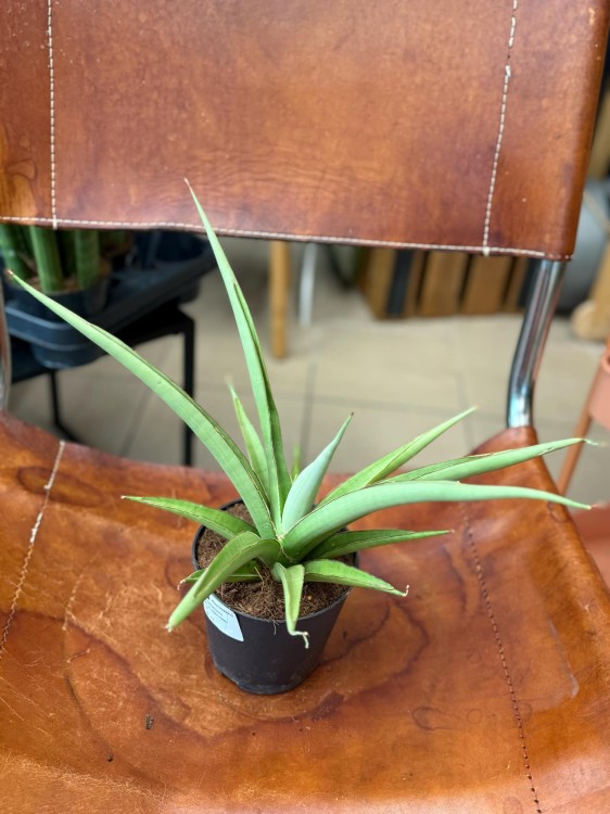 Sansevieria Silver Syreni sansewieria (1).jpeg