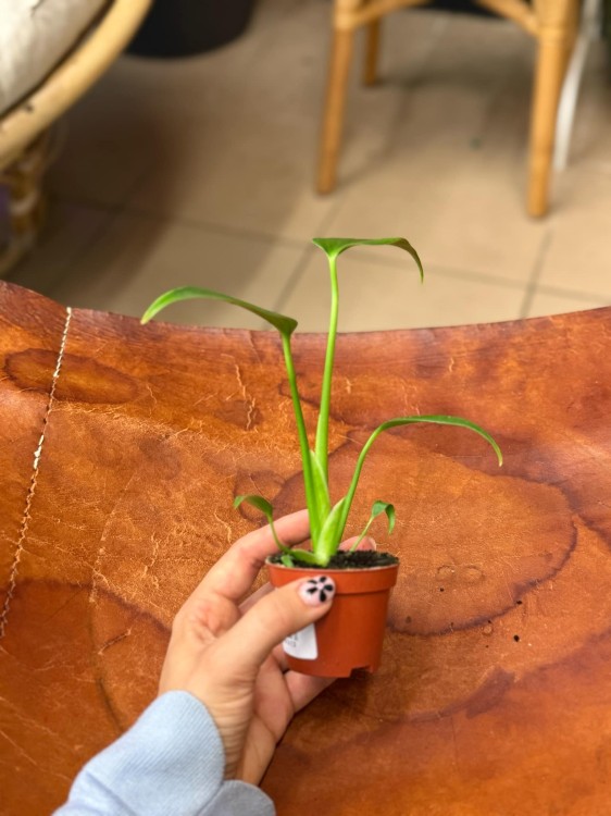Monstera Burle Marx Flame (3).jpeg