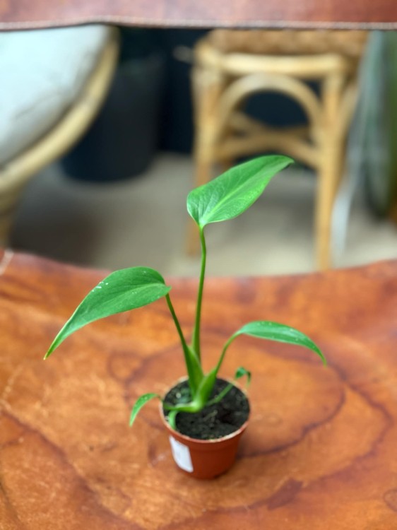 Monstera Burle Marx Flame (4).jpeg