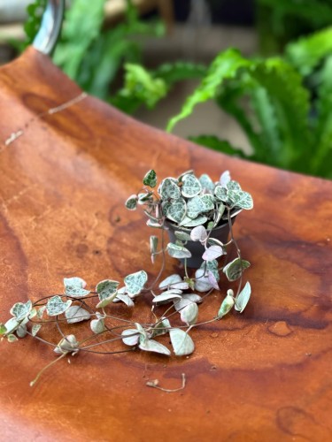 Ceropegia woodii różowa Ceropegia variegata (1).jpeg