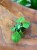 Euphorbia ritchiei wilczomlecz (1).jpeg