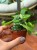 Euphorbia ritchiei wilczomlecz (2).jpeg