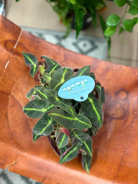 begonia listada (2).jpeg