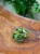 Begonia cleopatra (5).jpeg