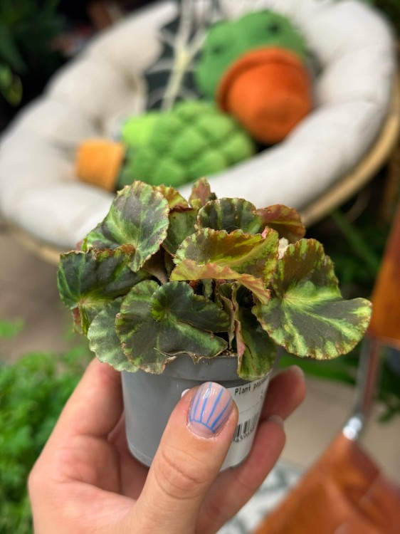 Begonia cleopatra (7).jpeg