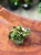 Begonia cleopatra (1).jpeg