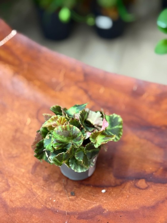 Begonia cleopatra (1).jpeg