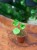 Pilea Mojito (2).jpeg