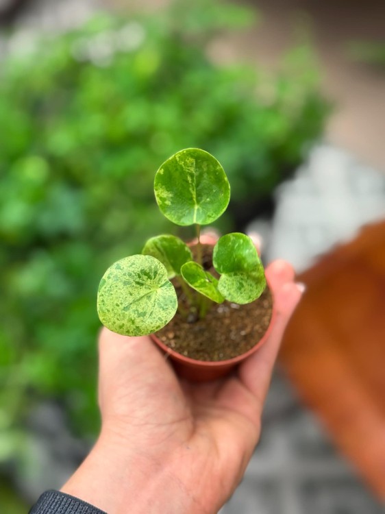 Pilea Mojito (3).jpeg