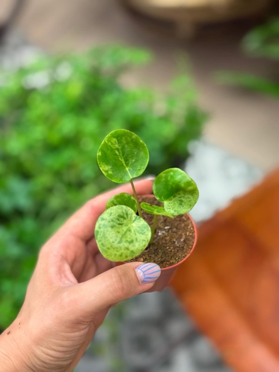 Pilea Mojito (5).jpeg