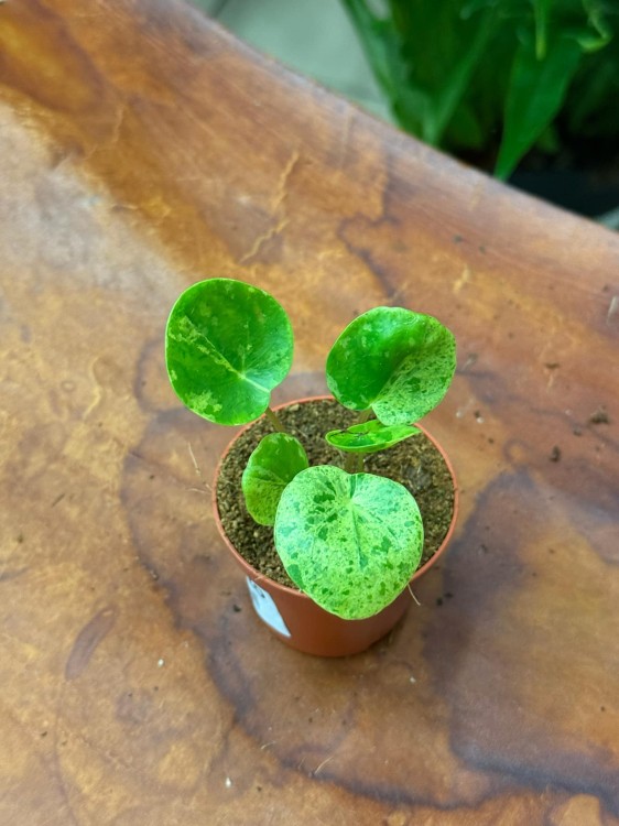 Pilea Mojito (1).jpeg
