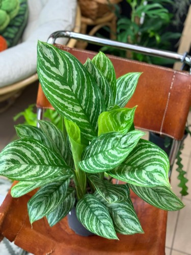 aglaonema stripes (1).jpeg