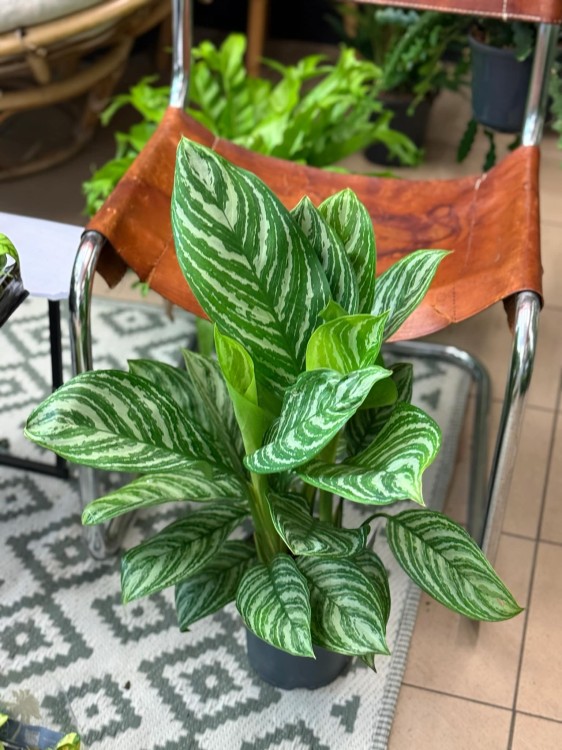 aglaonema stripes (2).jpeg