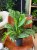 aglaonema stripes (4).jpeg