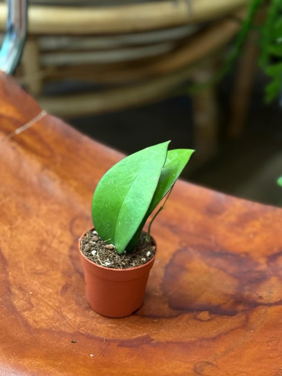 hoja  Hoya Bumijawa DØ7cm (2).jpeg