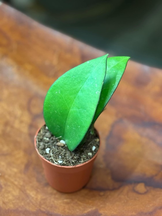 hoja  Hoya Bumijawa DØ7cm (5).jpeg