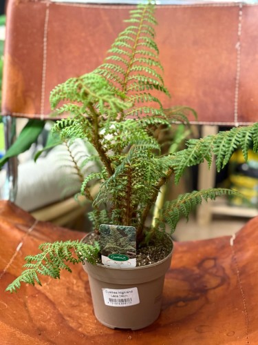 Cyathea 'Highland Lace (2).jpg