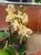 Phalaenopsis Bolgheri lemon storczyk masełkowy (4).jpg