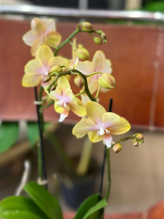 Phalaenopsis Bolgheri lemon storczyk masełkowy (4).jpg