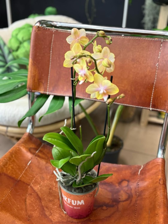 Phalaenopsis Bolgheri lemon storczyk masełkowy (1).jpg