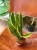 sansevieria  wężownica  sansevieria trifa. 'Laurentii'  DØ12cm (2).jpg