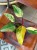 filodendron philodendron strawberry shake (2).jpeg
