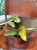 filodendron philodendron strawberry shake (4).jpeg