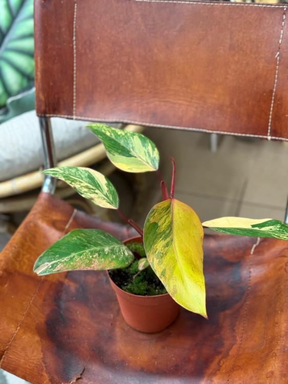 filodendron philodendron strawberry shake (4).jpeg