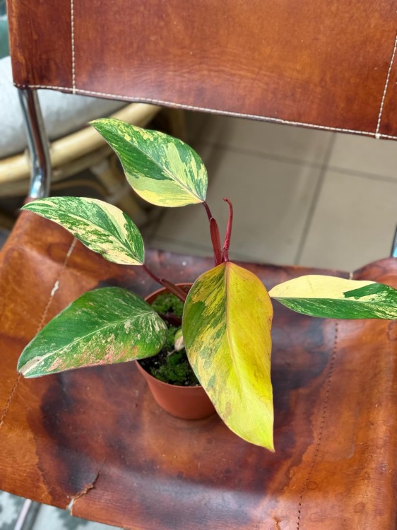 filodendron philodendron strawberry shake (1).jpeg