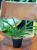 Sansevieria 'Tiara Grand Gazelle' – (3).jpeg