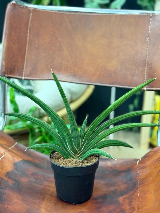 Sansevieria 'Tiara Grand Gazelle' – (3).jpeg
