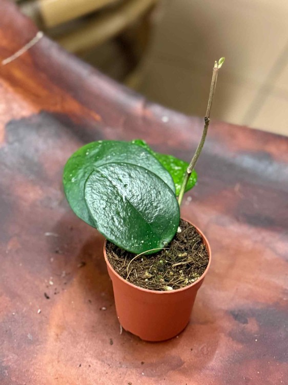 Hoya Bonii (2).jpeg