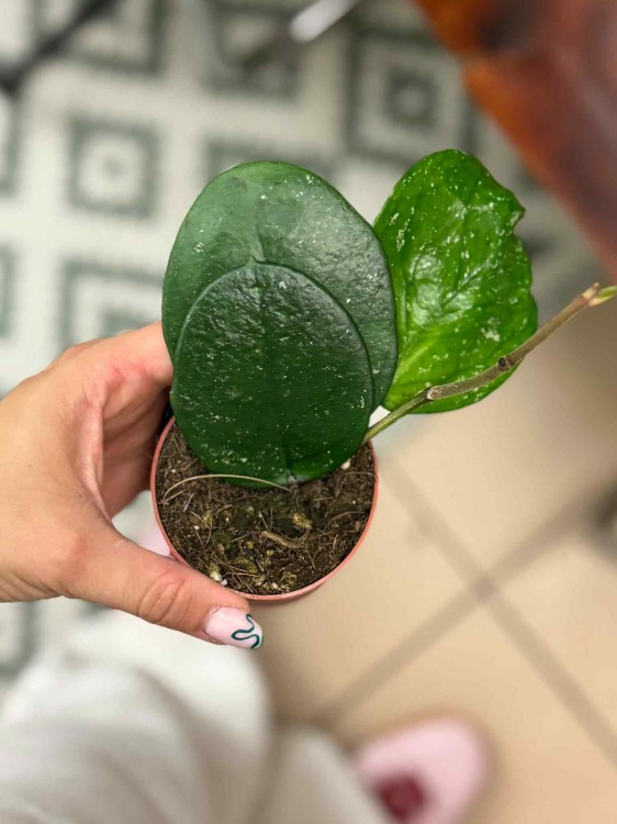 Hoya Bonii (1).jpeg