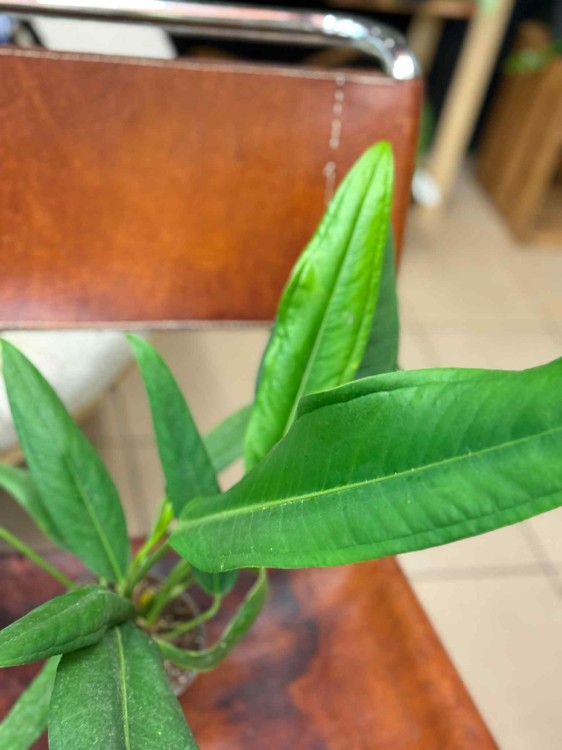 Anthurium BAKER (3).jpeg