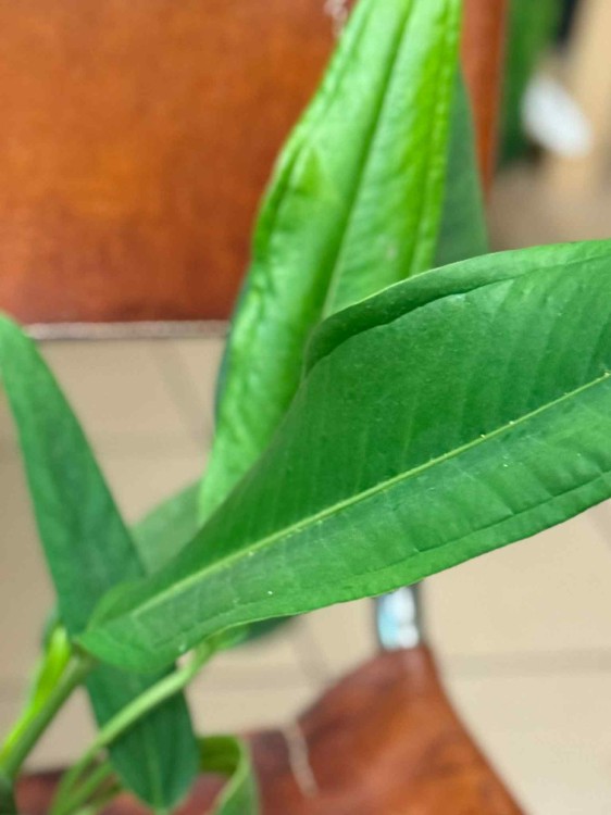 Anthurium BAKER (5).jpeg