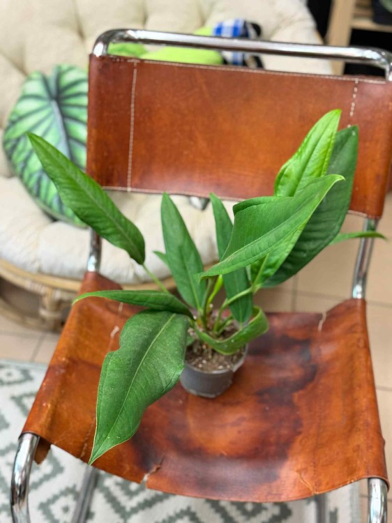 Anthurium BAKER (1).jpeg