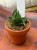sansewieria Sansevieria Opera House  (2).jpeg